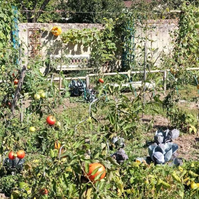 Les Noyers Monestois Entre Cher Et Canal De Berry Mennetou-sur-Cher Exterior foto